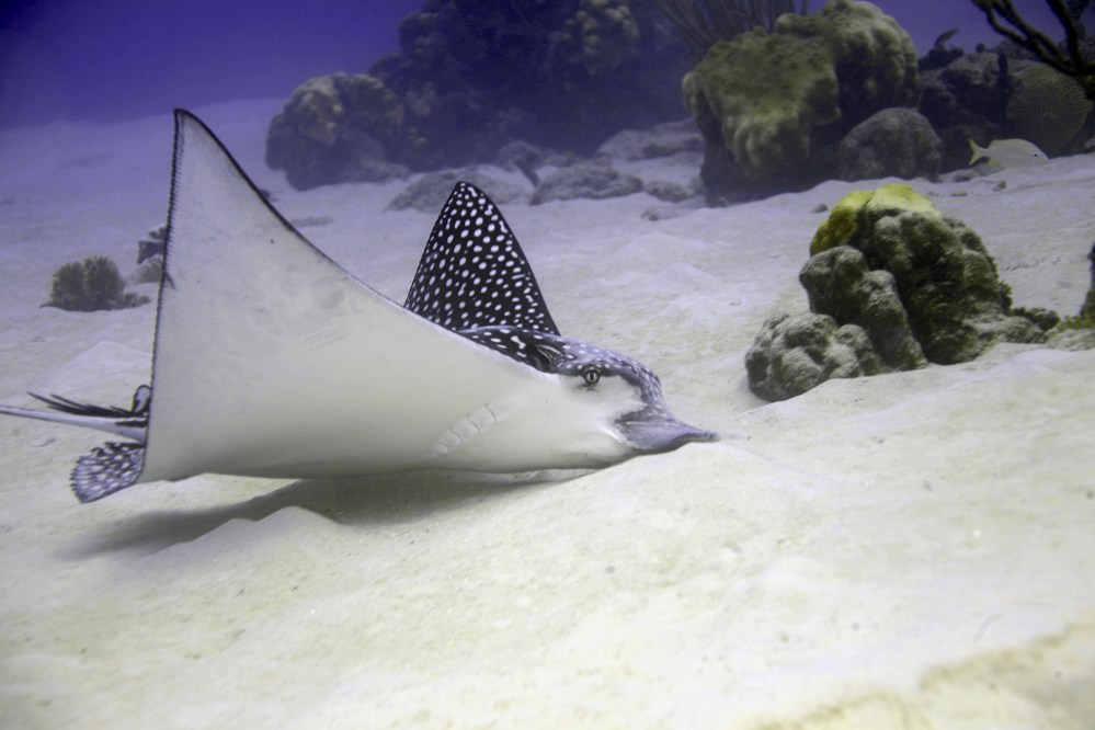 Spotted Eagle Rays (Lazlo-photos Wiki)