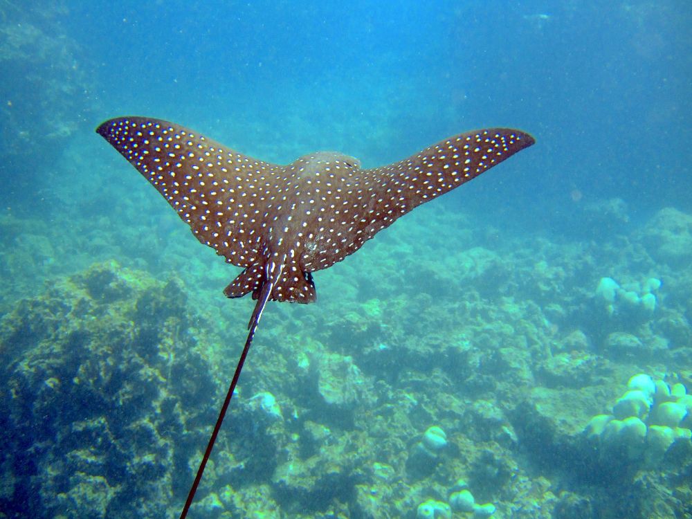 Spotted Eagle Ray (John Norton Wiki)