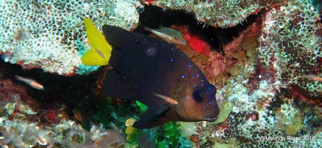 Yellowtail Damselfish (©Melinda Riger / Grand Bahama Scuba)
