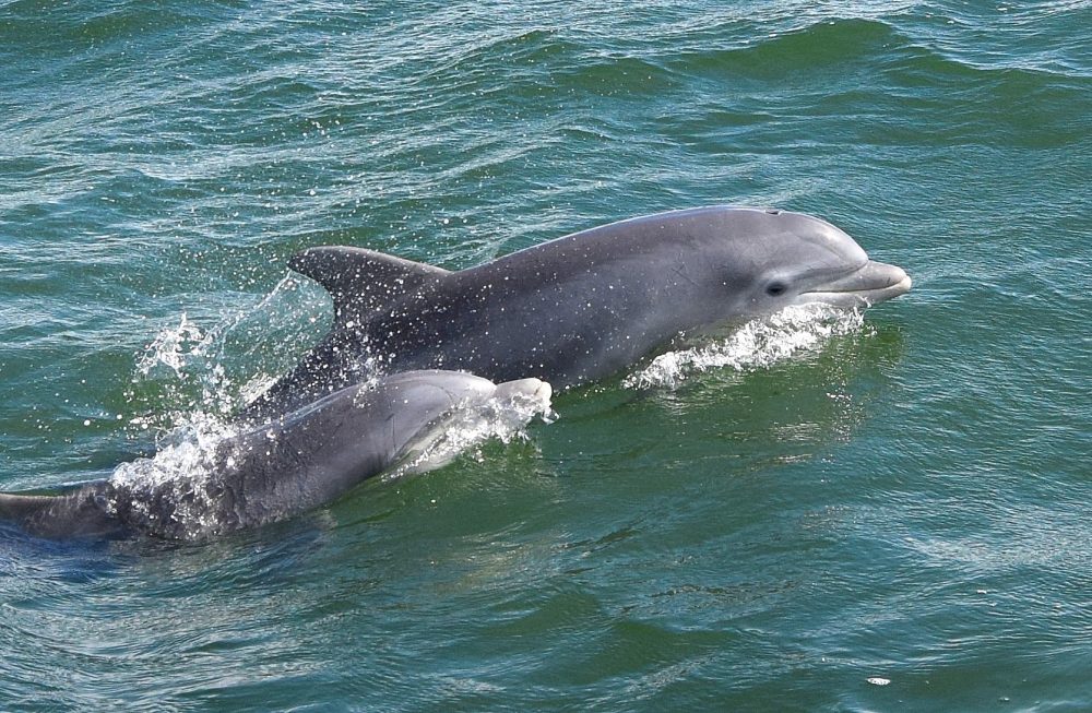 Bottlenose Dolphins (Brian Lockwood)