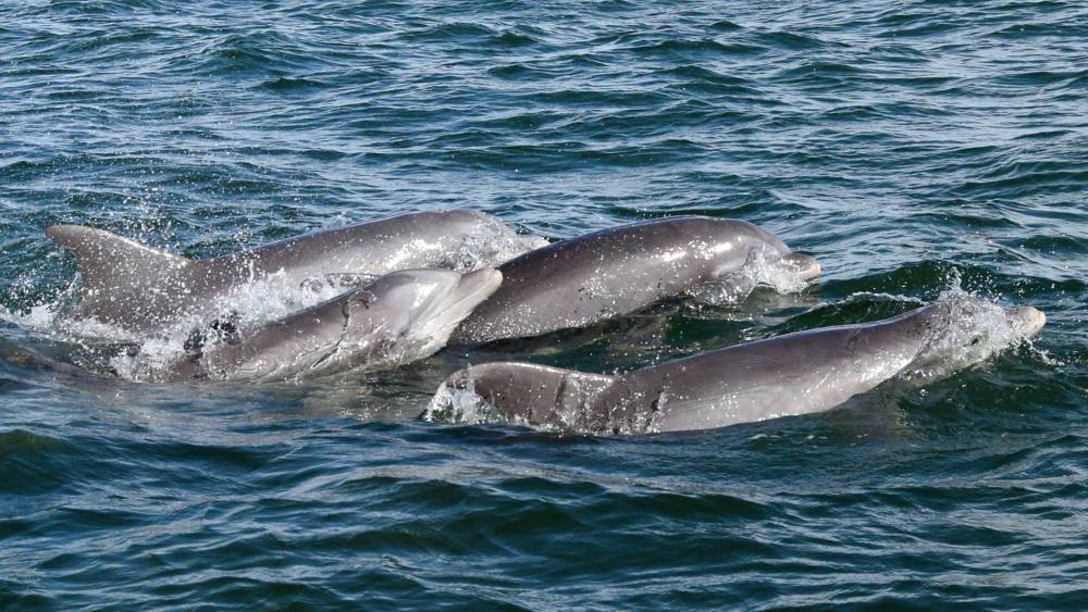 Bottlenose Dolphin (Brian Lockwood)