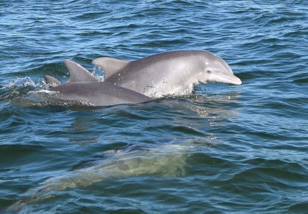 Bottlenose Dolphins (Brian Lockwood)