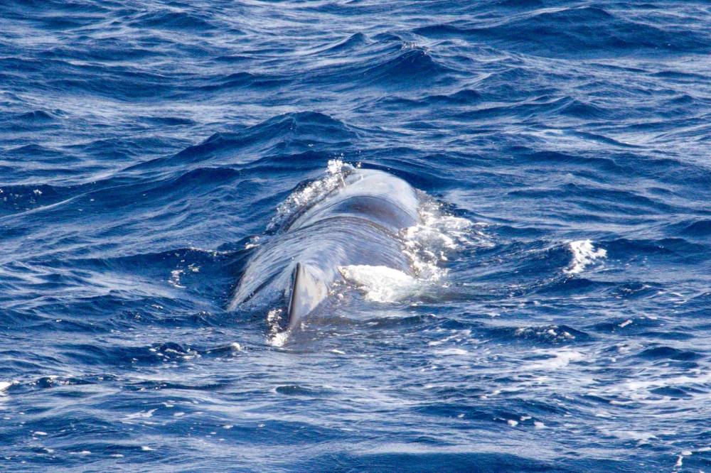 Sperm Whales, Bahamas (BMMRO)