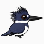 Belted Kingfisher (Birdorable)