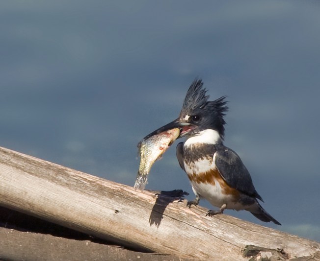 Belted Kingfisher (Teddy Llovat)