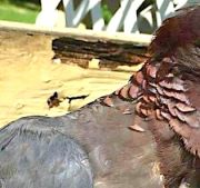 Scaly-necked pigeon's scaly neck, Abaco, Bahamas