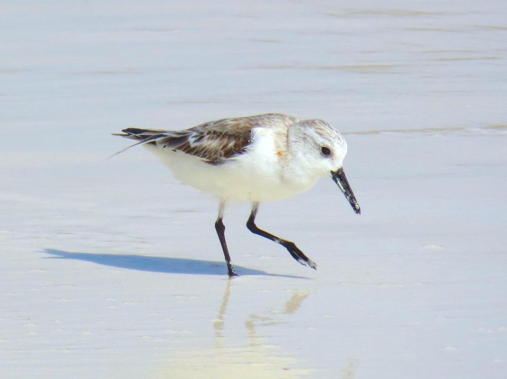 Sanderling, Delphi Beach Abaco Bahamas (Keith Salvesen)