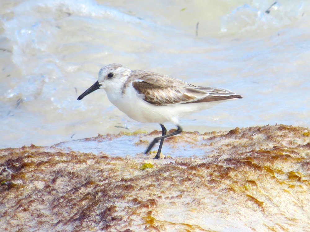 Sanderling, Delphi Beach Abaco Bahamas (Keith Salvesen)