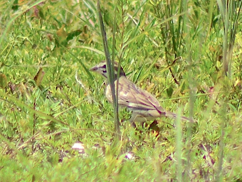 Lark Sparrow, Abaco Bahamas (Keith Kemp / Christopher Johnson)