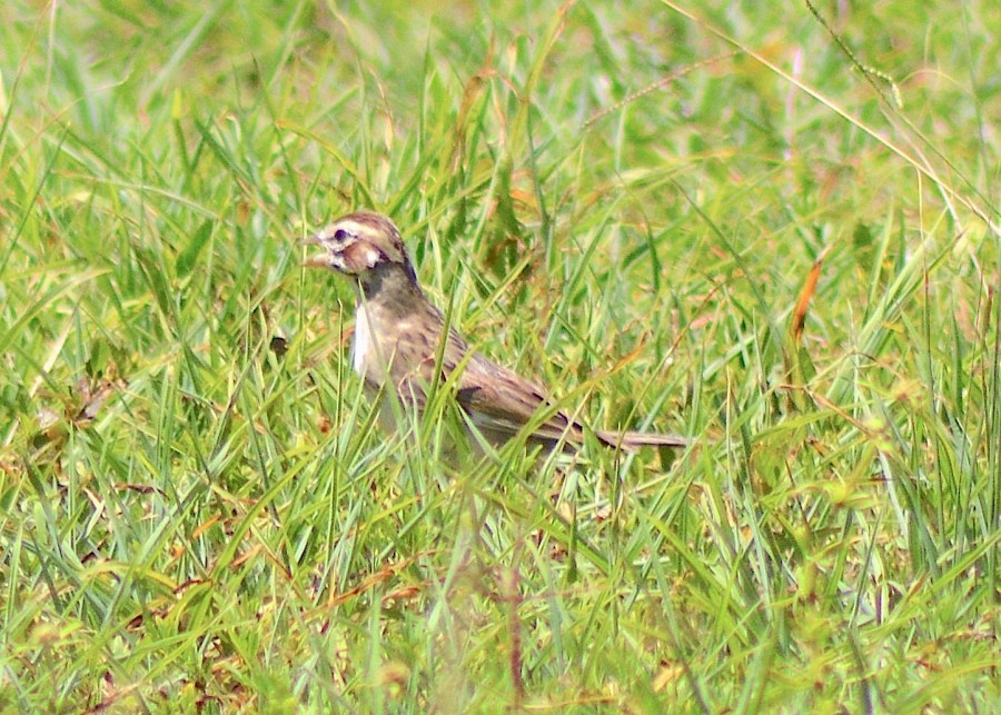 Lark Sparrow, Abaco Bahamas (Keith Kemp / Christopher Johnson)