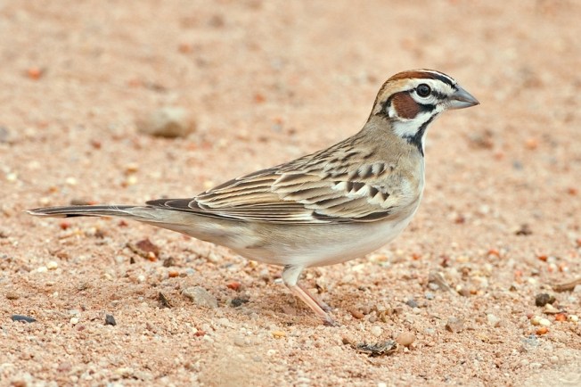 Lark Sparrow (Nature Pics Online / Wiki)