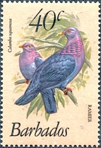 Scaly-naped Pigeon - Barbados