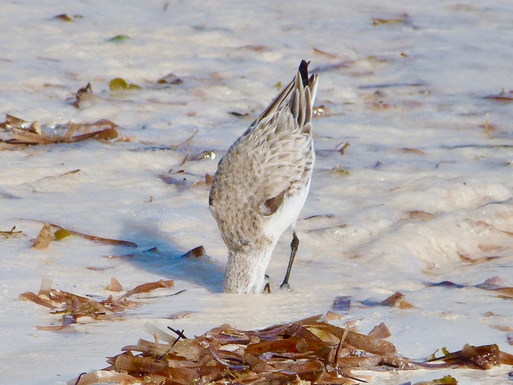 Sanderling, Delphi Beach Abaco Bahamas (Keith Salvesen)