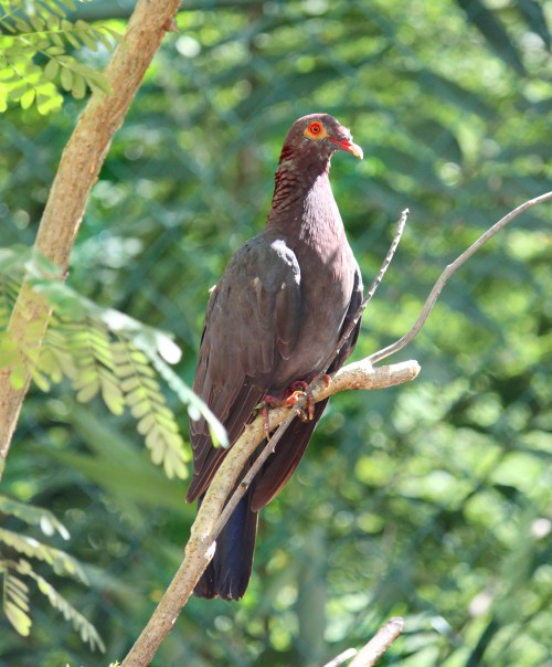 Scaly-necked pigeon (postdlf wiki)