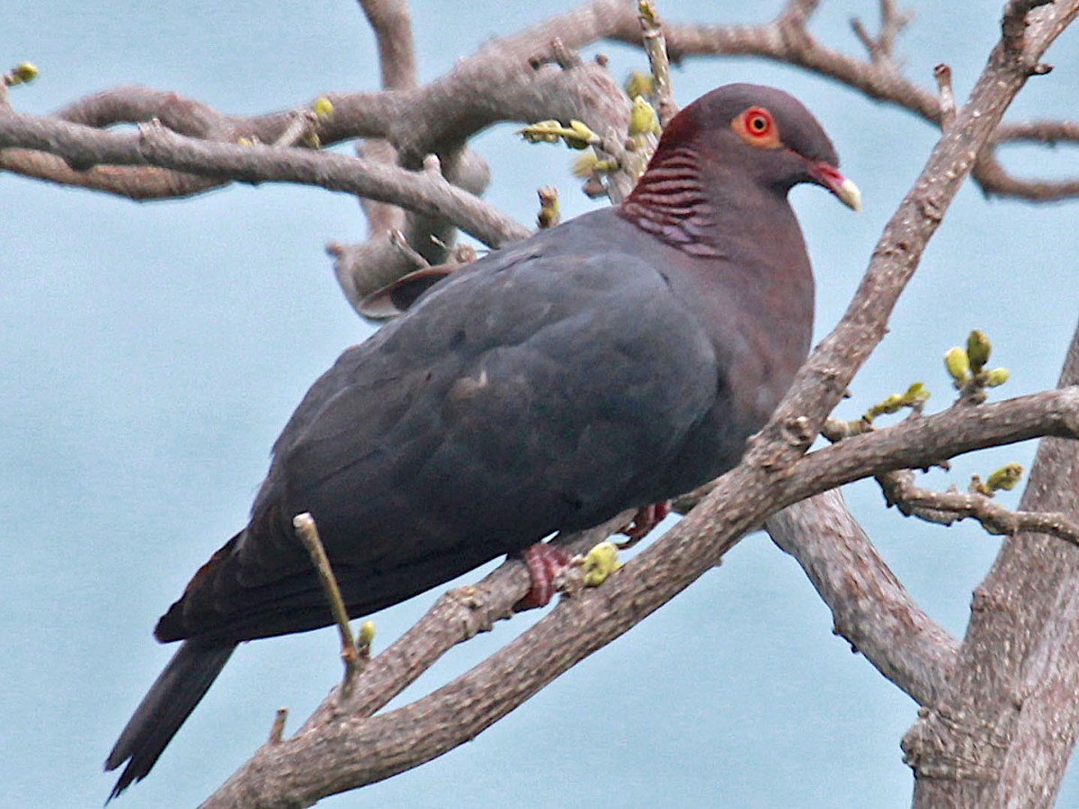 Scaly-naped pigeon (Dick Daniels / carolinabirds.org wiki)