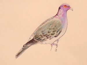 Scaly-naped Pigeon
