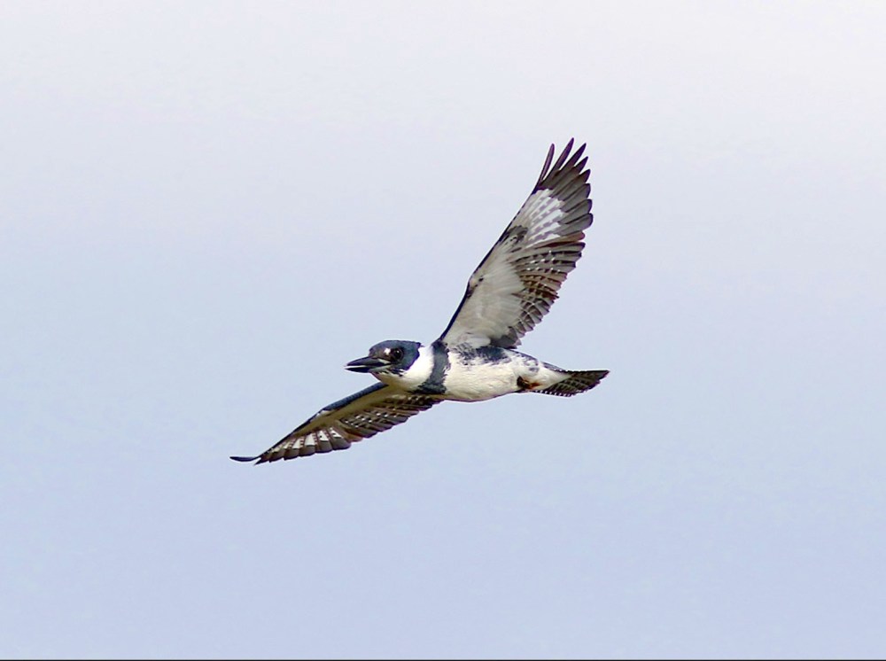 Belted Kingfisher (Phil Lanoue)
