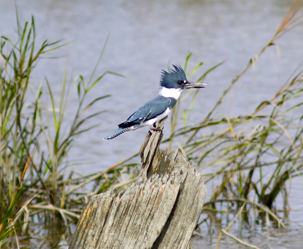 Belted Kingfisher (Phil Lanoue)
