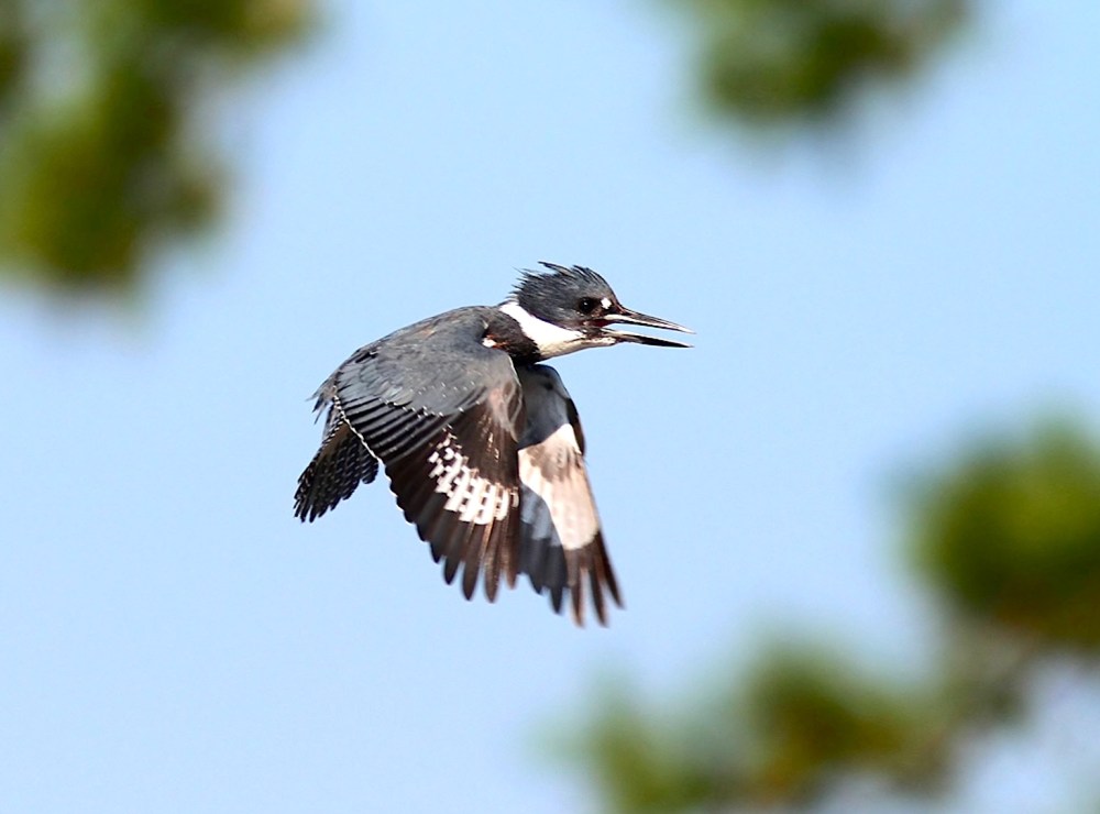 Belted Kingfisher (Phil Lanoue)