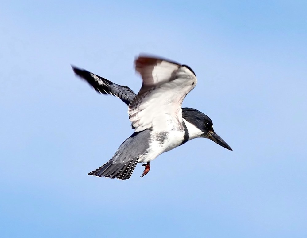 Belted Kingfisher (Phil Lanoue)
