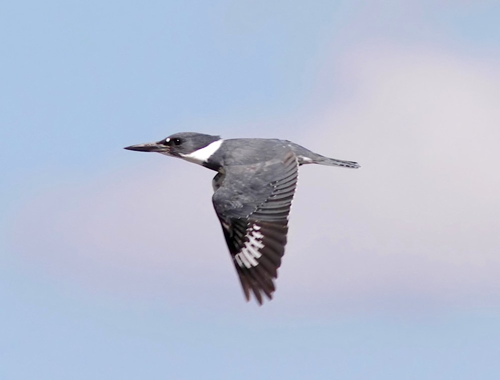 Belted Kingfisher (Phil Lanoue)