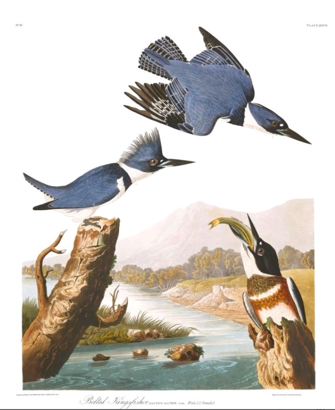 Belted Kingfisher (Audubon)