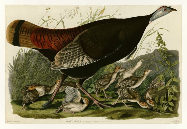 Wild Turkey Hen and Chicks (Audubon)