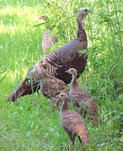 Wild Turkey Hens with chicks (d. gordon & e. robertson)