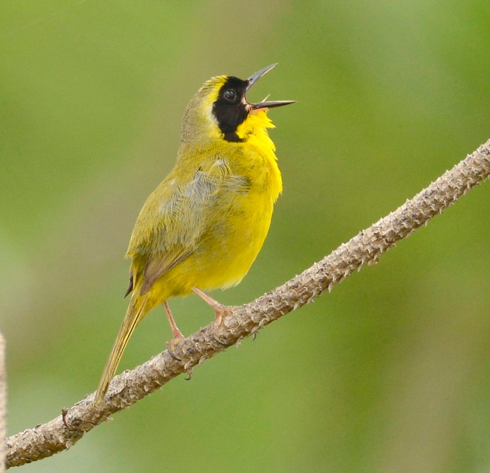 Bahama Yellowthroat, Abaco Bahamas (Tom Sheley)