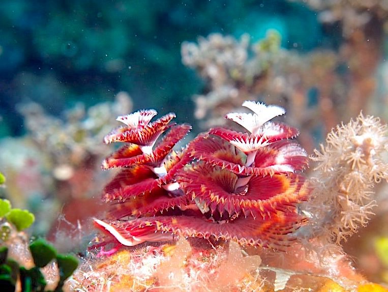 Christmas Tree Worm (Melinda Riger / Grand Bahama Scuba)
