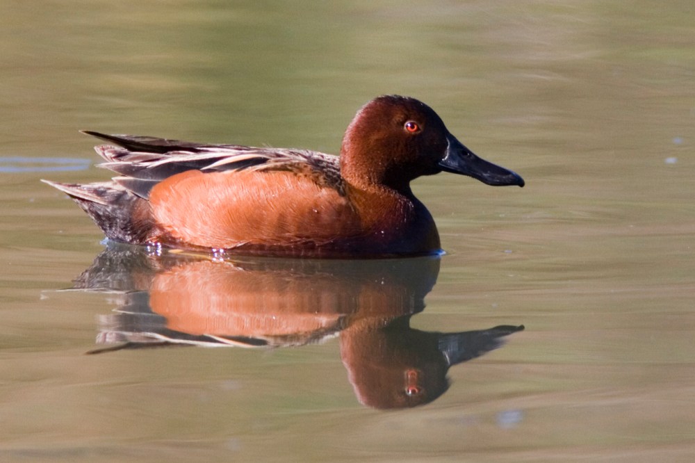 Cinnamon Teal (Michael L Baird, Wiki)