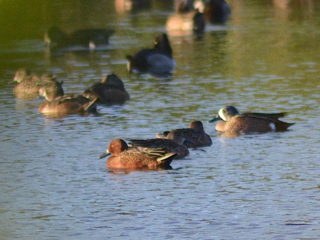 Cinnamon Teal, Abaco Bahamas (Keith Kemp)
