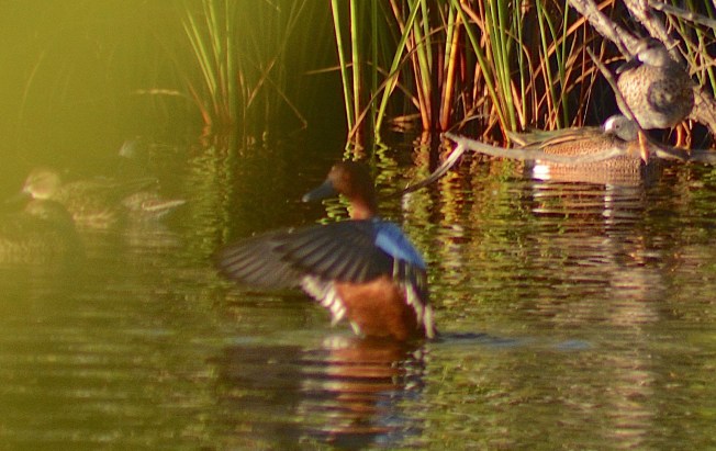 Cinnamon Teal, Abaco Bahamas (Keith Kemp)
