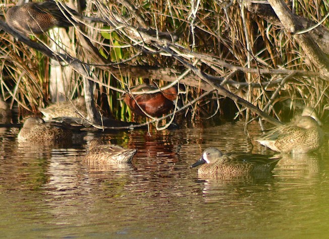 Cinnamon Teal, Abaco Bahamas (Keith Kemp)