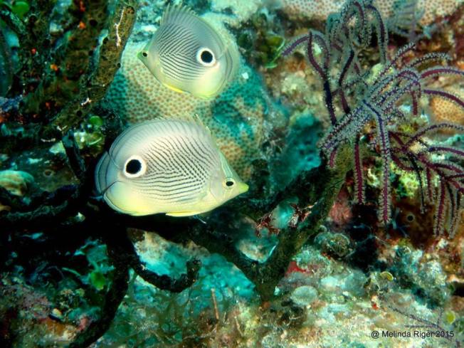 Four-eyed Butterflyfish, Bahamas (Melinda Riger / G B Scuba)