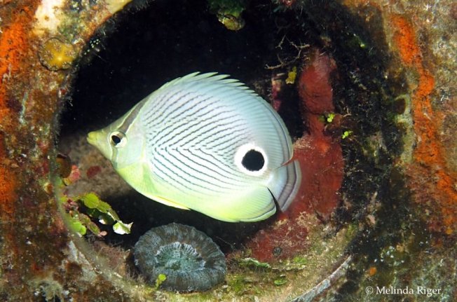 Four-eyed Butterflyfish, Bahamas (Melinda Riger / G B Scuba)