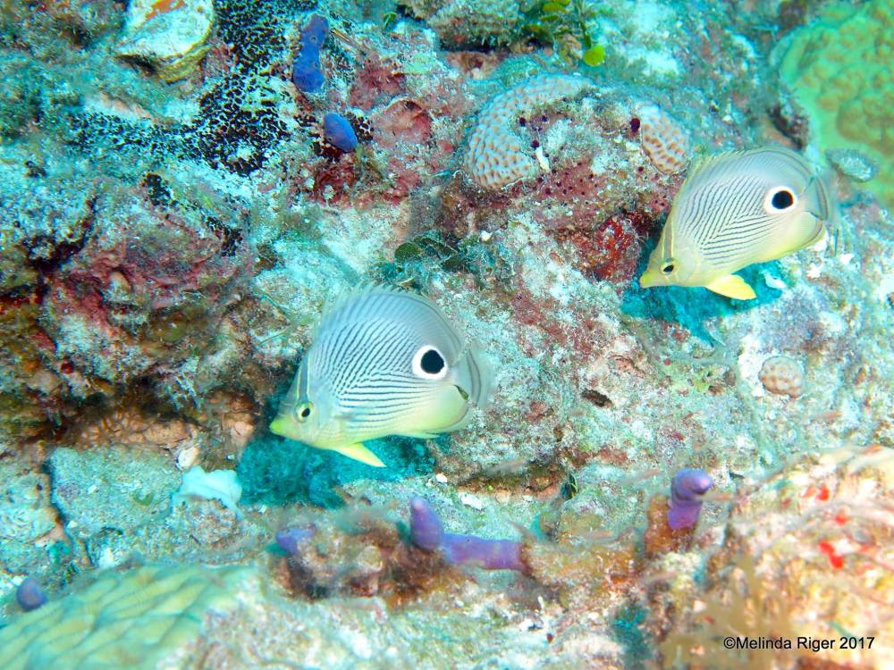 Four-eyed Butterflyfish, Bahamas (Melinda Riger / G B Scuba)