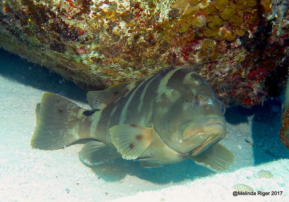 Nassau Grouper (Melinda Riger / Grand Bahamas Scuba)