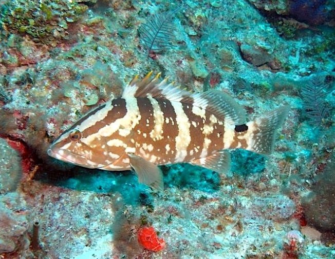 Nassau Grouper (Melinda Riger / . Grand Bahama Scuba)