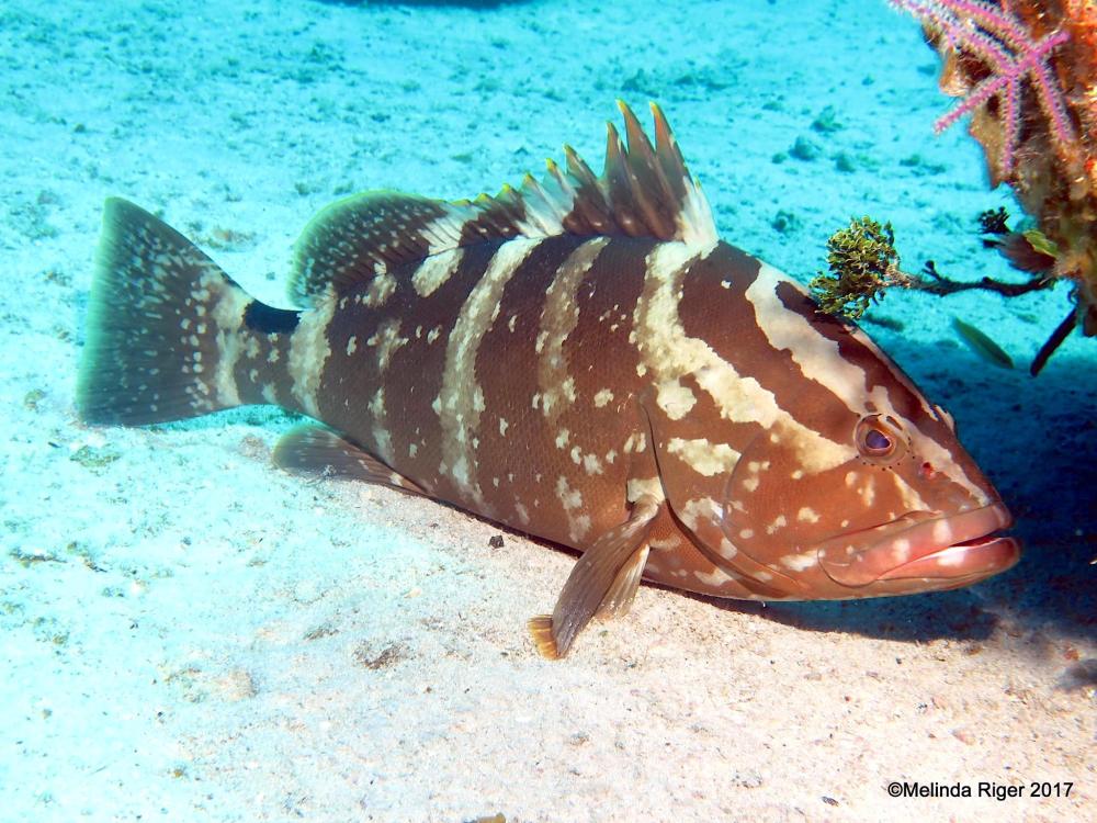Nassau Grouper (Melinda Riger / Grand Bahamas Scuba)