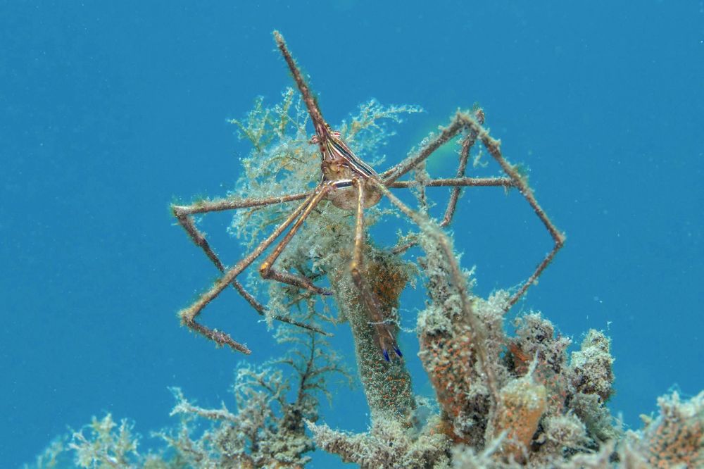 Arrow Crab (Adam Rees)