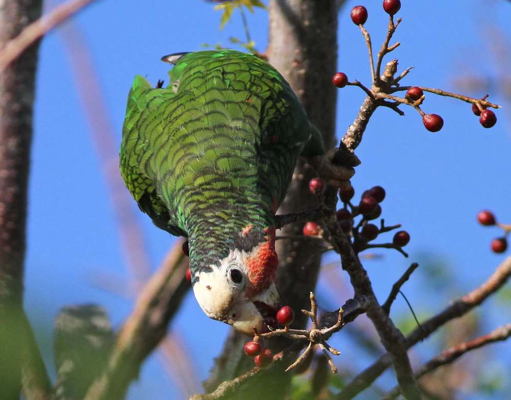 Abaco (Cuban) Parrot, Bahamas (Gerlinde Taurer)