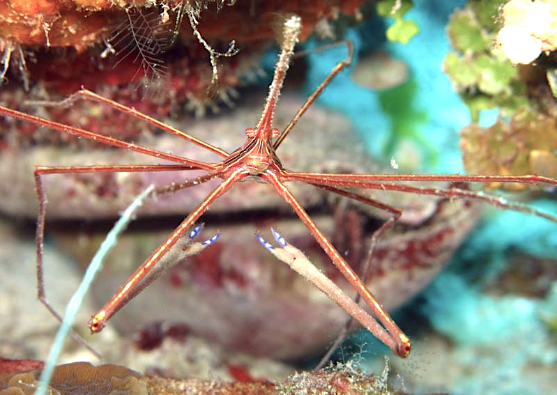 Arrow Crab (Melinda Riger / Grand Bahama Scuba)