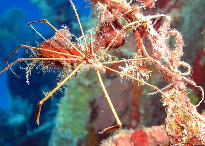 Arrow Crab (Melinda Riger / Grand Bahama Scuba)