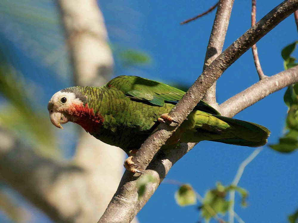 Abaco (Cuban) Parrot, Bahamas (Nina Henry)