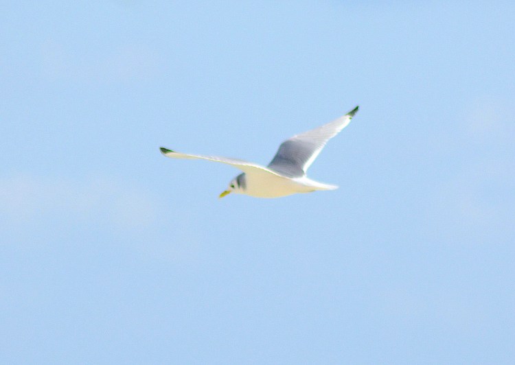 Black-legged Kittiwake (Keith Kemp)