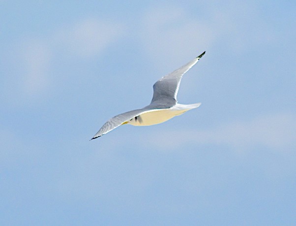 Black-legged Kittiwake (Keith Kemp)
