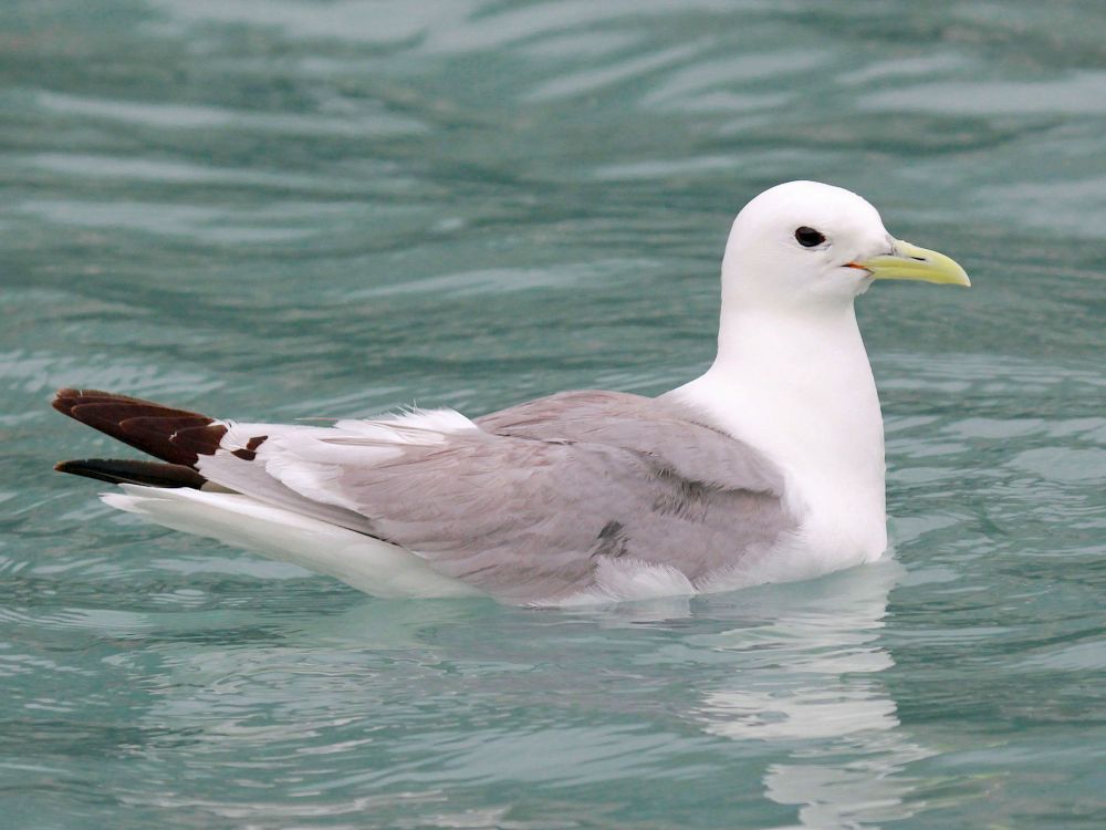 Black-legged Kittiwake (Dick Daniels / carolinabirds.org / Wiki