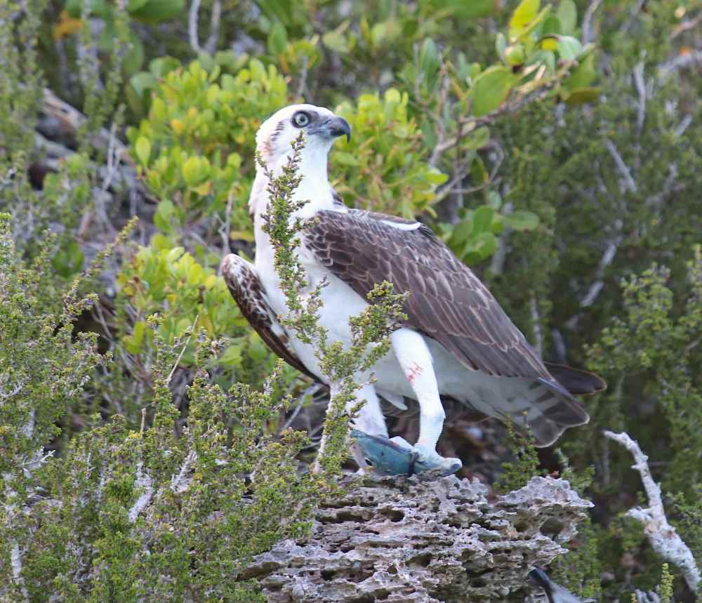 Osprey P.h. Ridgwayi, Eleuthera Bahama (Barbara Crouchley)