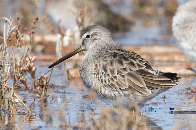 Short-billed Dowitcher Bahamas (Erika Gates)